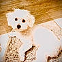 dog, white_dog, fluffy, pet, indoor, floor, rug, tile_floor, wooden_wall, cute, animal, laying_down, looking_at_camera, small_dog, cozy, domestic, fur, companion, friendly, curious