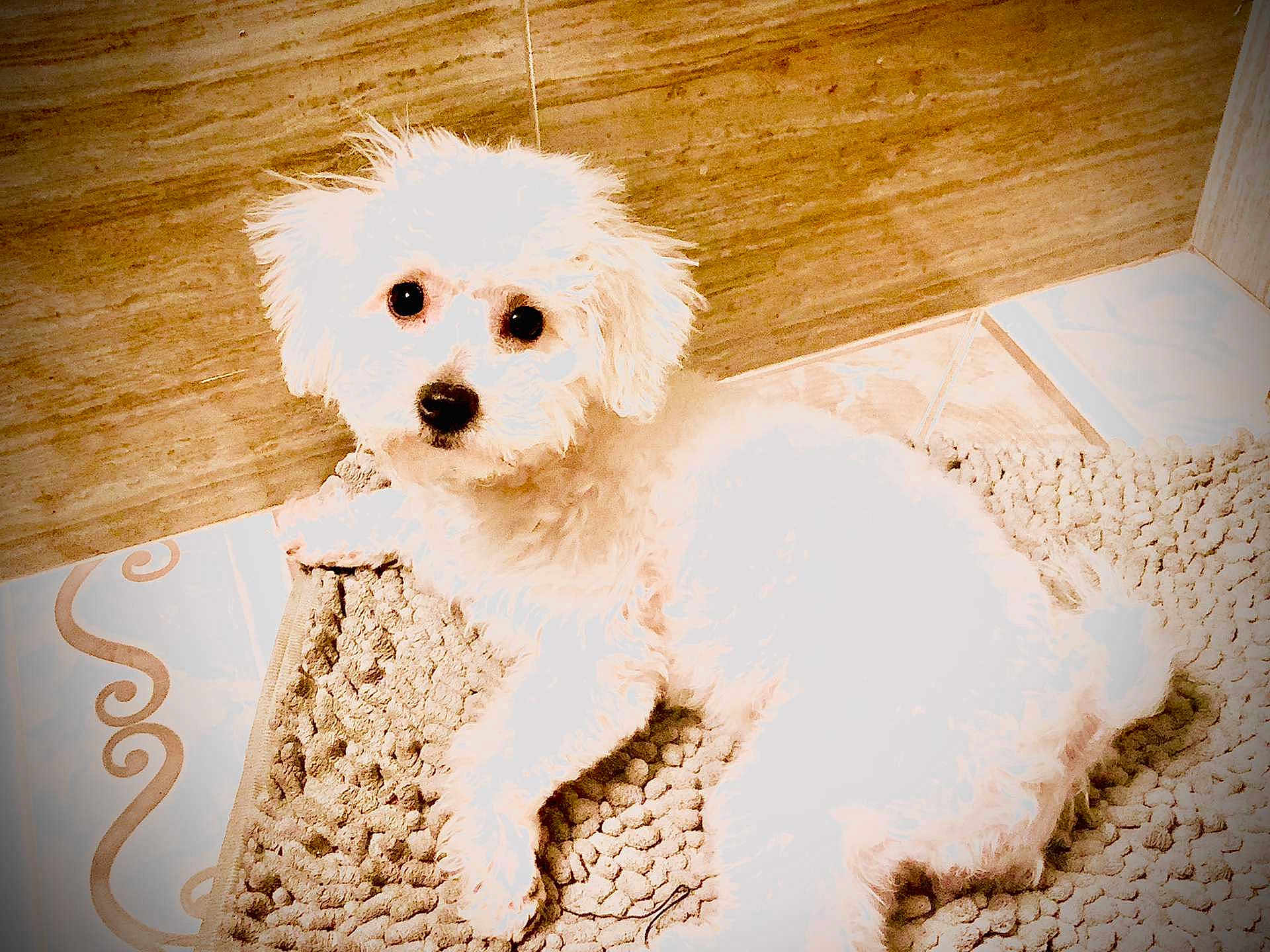 Estrella joined the competition — help win amazing prizes! dog, white_dog, fluffy, pet, indoor, floor, rug, tile_floor, wooden_wall, cute, animal, laying_down, looking_at_camera, small_dog, cozy, domestic, fur, companion, friendly, curious