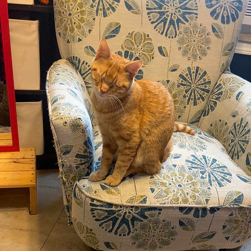 Nugget joined the competition — help win amazing prizes! animal, armchair, cat, chair, chaise, furniture, pet