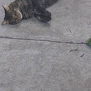 Luna is registered to the contest to win money with this photo: cat, tabby_cat, relaxing, concrete, broom, outdoor, animal, pet, sleeping, feline, resting, gray, floor, domestic_animal, whiskers, paw, side_view, quiet, lazy, casual