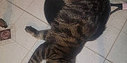 Luna joined the competition — help win amazing prizes! animal, cat, cozy, cute, domestic, floor, frying_pan, fur, household, indoor, kitchen, laying_down, paw, pet, relaxed, resting, sleeping, striped, tabby, tile