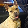 dog, tan_dog, pet, animal, portrait, sitting, indoors, home, living_room, large_ears, upright_ears, open_mouth, tongue_out, collar, brown_collar, short_fur, happy, looking_at_camera, furniture, patterned_rug