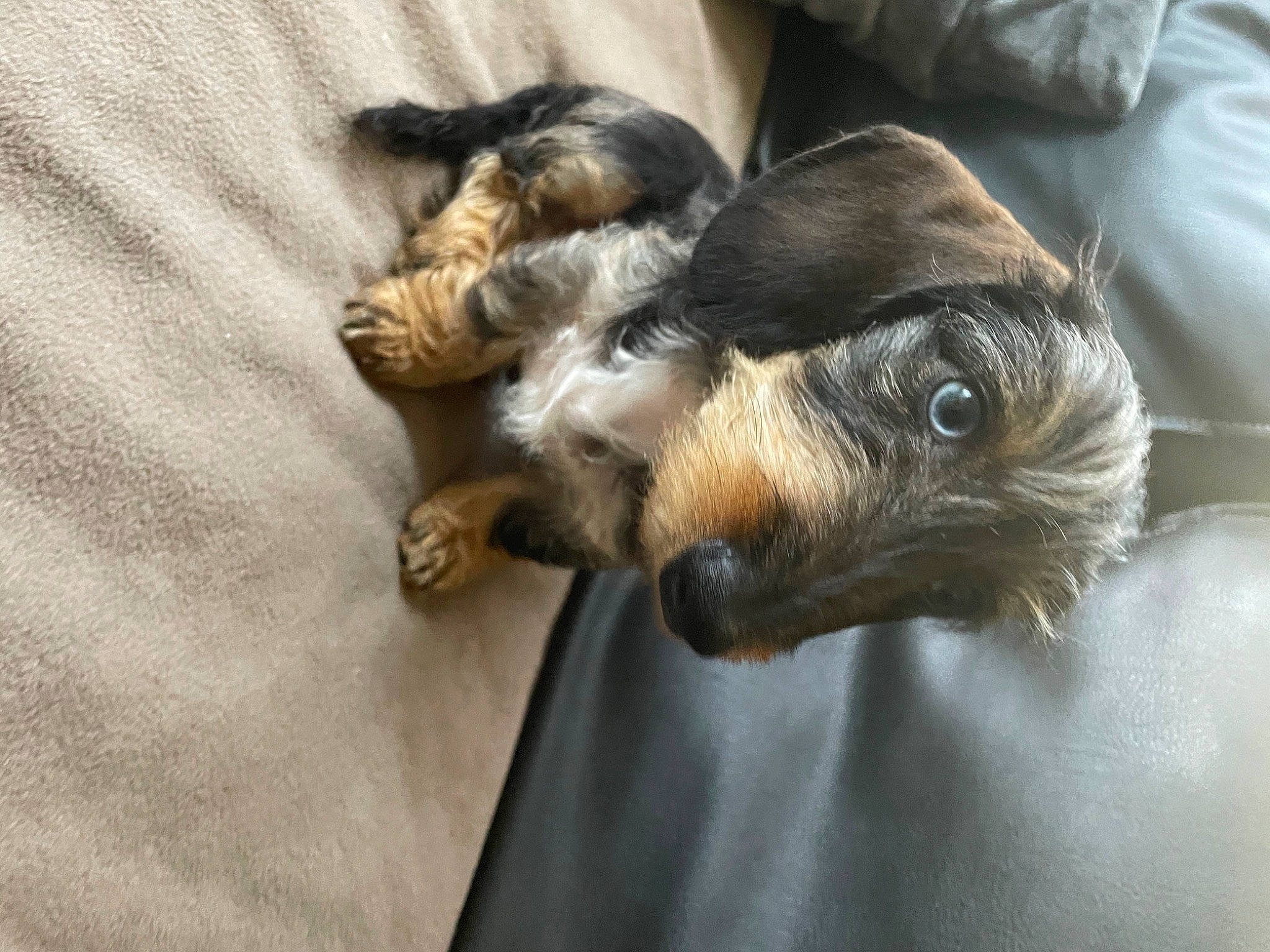 Tempo participe au concours pour gagner de l'argent avec cette photo : canidae, carnivore, comfort, companion_dog, dog, dog_breed, ear, fawn, felidae, fur, liver, paw, puppy, small_terrier, snout, sporting_group, terrier, toy_dog, whiskers, working_animal