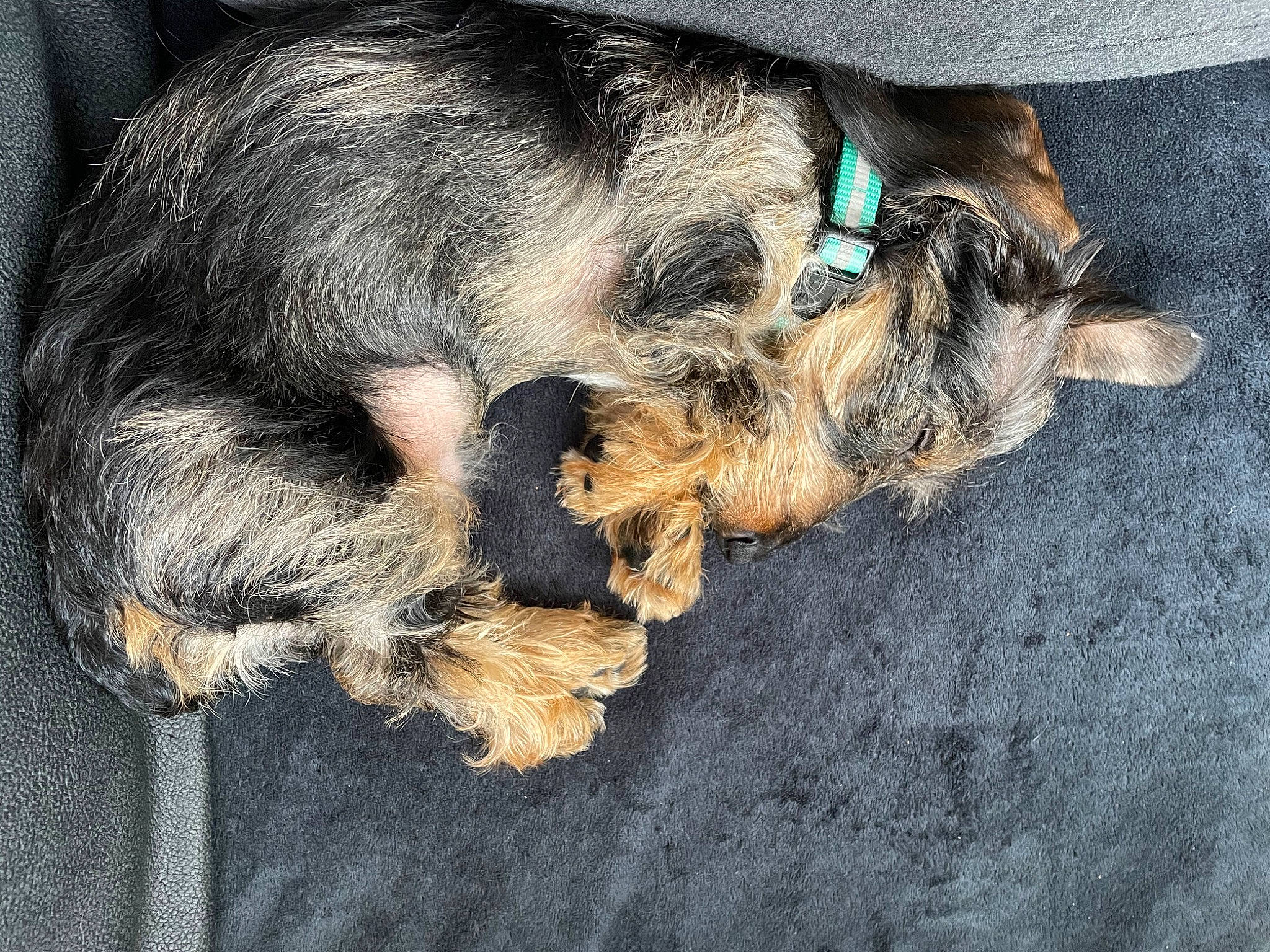 Tempo participe au concours pour gagner de l'argent avec cette photo : canidae, carnivore, claw, comfort, companion_dog, dog, dog_breed, fawn, fur, liver, nap, paw, puppy, snout, sporting_group, tail, terrestrial_animal, terrier, working_animal