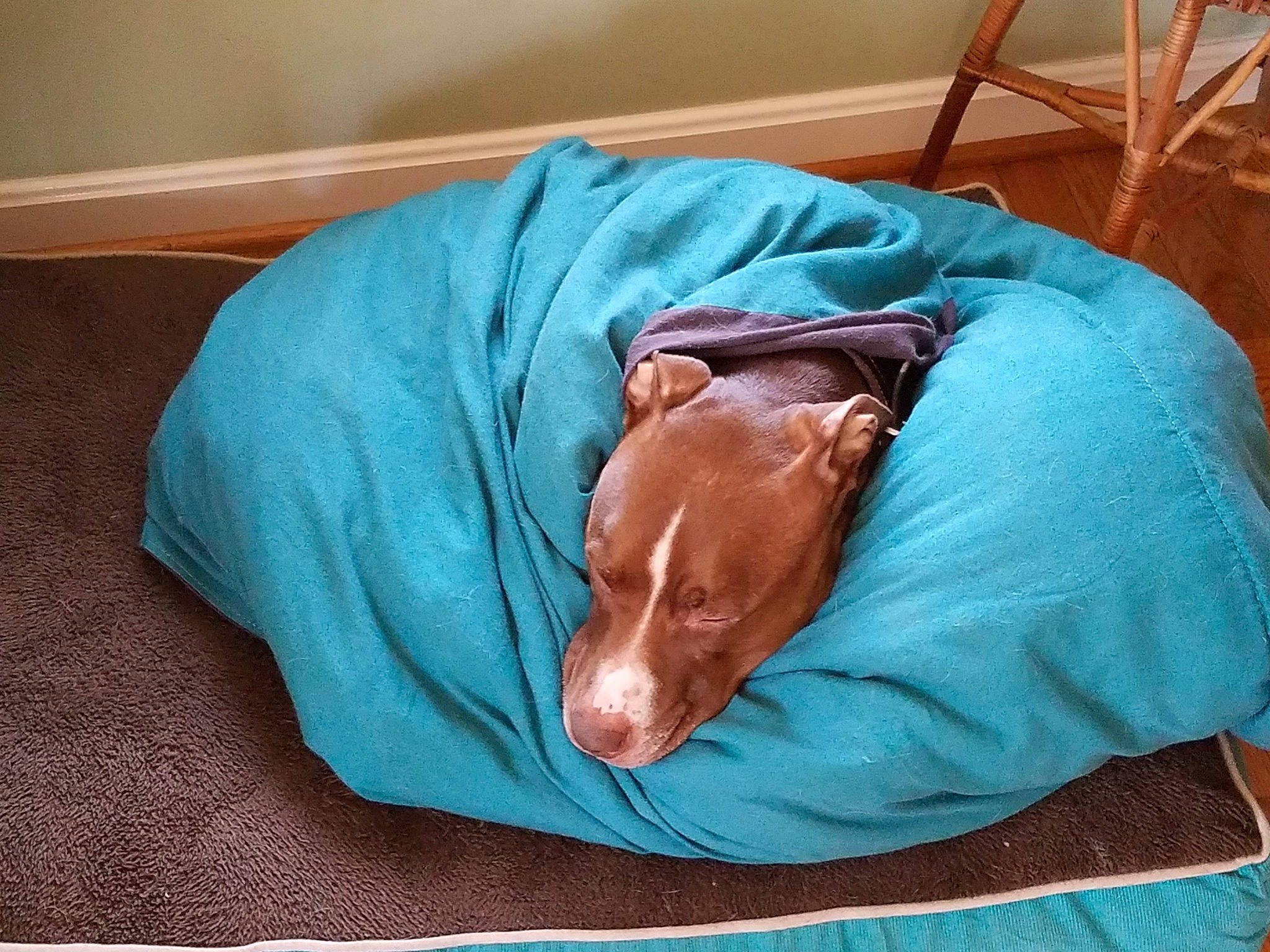 Odie is registered to the contest to win money with this photo: bed, blanket, canidae, carnivore, comfort, companion_dog, dog, dog_breed, dog_supply, fawn, guard_dog, jaw, linens, liver, nap, room, sleep, sporting_group, toy_dog, working_animal