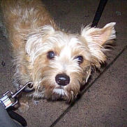 Leo is registered to the contest to win money with this photo: dog, small_dog, terrier, pet, leash, collar, close_up, portrait, fur, whiskers, nose, snout, eyes, ear, pavement, concrete, night, flash, curious, looking_up