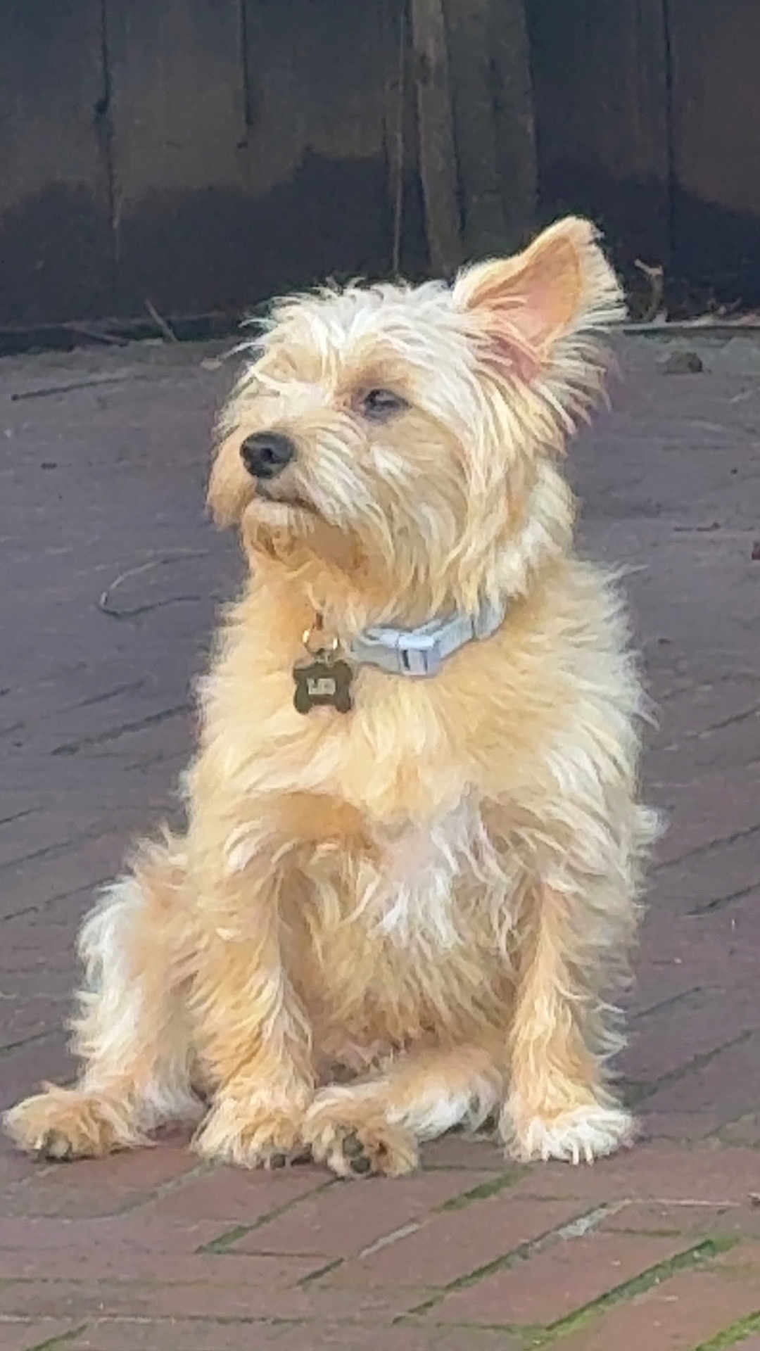 Leo is registered to the contest to win money with this photo: dog, small_dog, terrier, pet, fur, collar, dog_tag, sitting, brick_pavement, paws, outdoor, fence, portrait, one_ear_up, shaggy_fur, cute, whiskers, brown_fur, looking_away, calm
