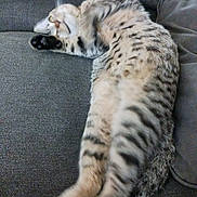 Phoenix joined the competition — help win amazing prizes! cat, tabby, stretching, couch, furniture, indoor, pet, animal, relaxation, fur, striped, whiskers, claws, paw, cozy, home, domestic, sleepy, resting, feline