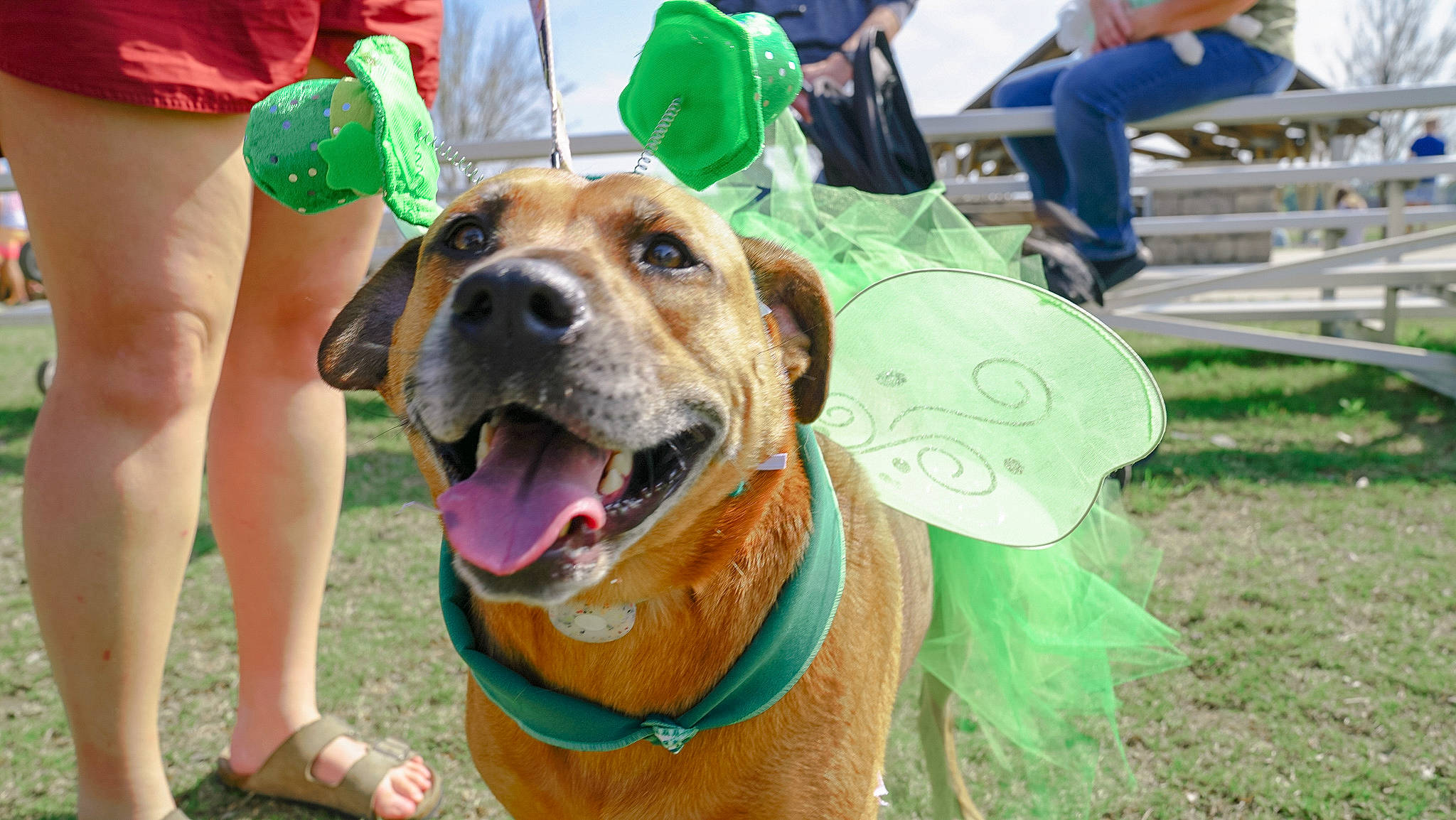 Lilo joined the competition — help win amazing prizes! bag, canidae, carnivore, collar, companion_dog, dog, dog_breed, dog_collar, dog_supply, fawn, foot, fun, grass, hound, luggage_and_bags, sandal, shorts, snout, sporting_group, working_animal