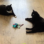 Mystic participe au concours pour gagner de l'argent avec cette photo : cat, cats, tuxedo_cat, black_cat, pet, animal, indoor, wood_floor, lying_down, relaxed, toy, mouse_toy, green_eyes, white_paws, white_chest, fur, tail, ears, home, playtime