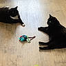 cat, cats, tuxedo_cat, black_cat, pet, animal, indoor, wood_floor, lying_down, relaxed, toy, mouse_toy, green_eyes, white_paws, white_chest, fur, tail, ears, home, playtime