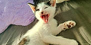 Arisu participe au concours pour gagner de l'argent avec cette photo : kitten, cat, yawning, teeth, tongue, fur, paw, bed, pillow, blanket, sunlight, cozy, sleepy, cute, animal, pet, whiskers, indoor, closeup, relaxed