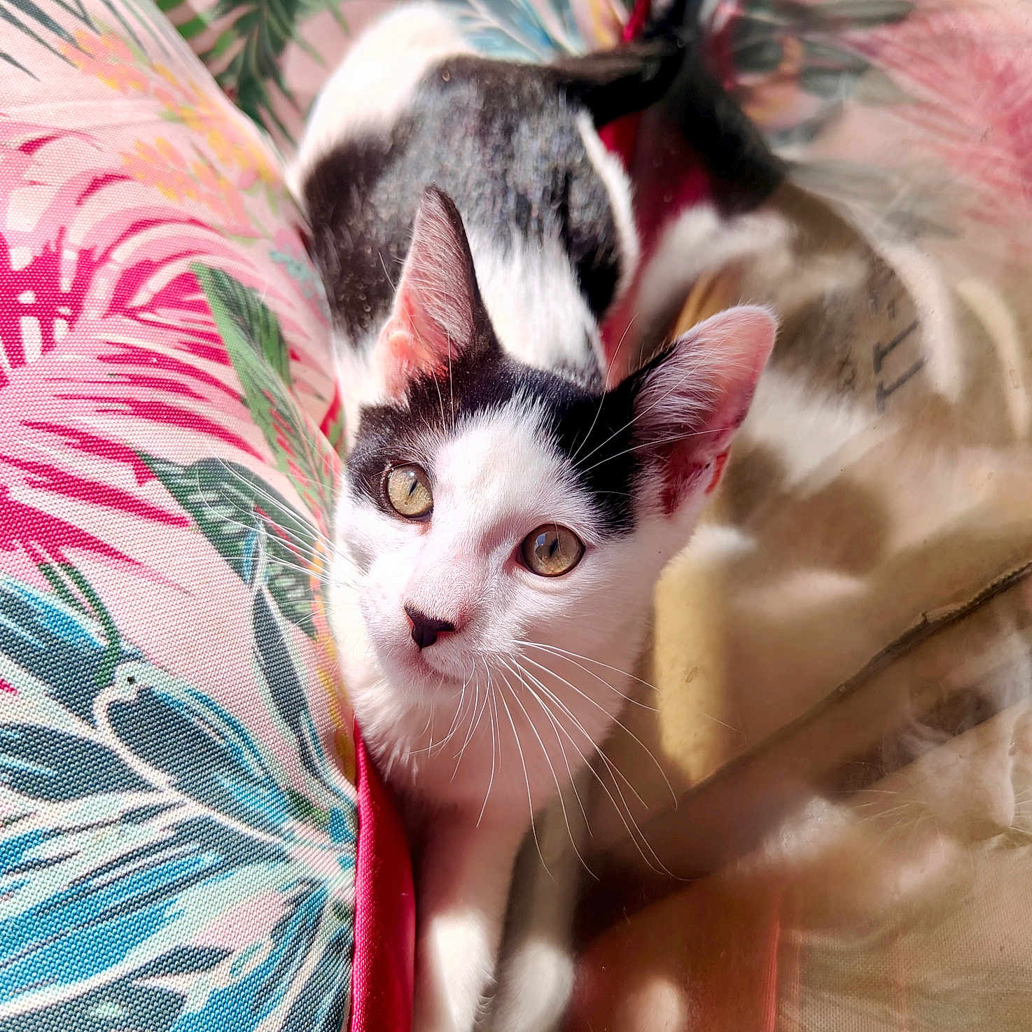 Arisu participe au concours pour gagner de l'argent avec cette photo : animal, black_and_white, cat, close_up, colorful, cozy, curious, feline, floral_cushion, indoor, looking_up, pattern, pet, portrait, reflection, relaxed, soft_light, sunlight, texture, whiskers