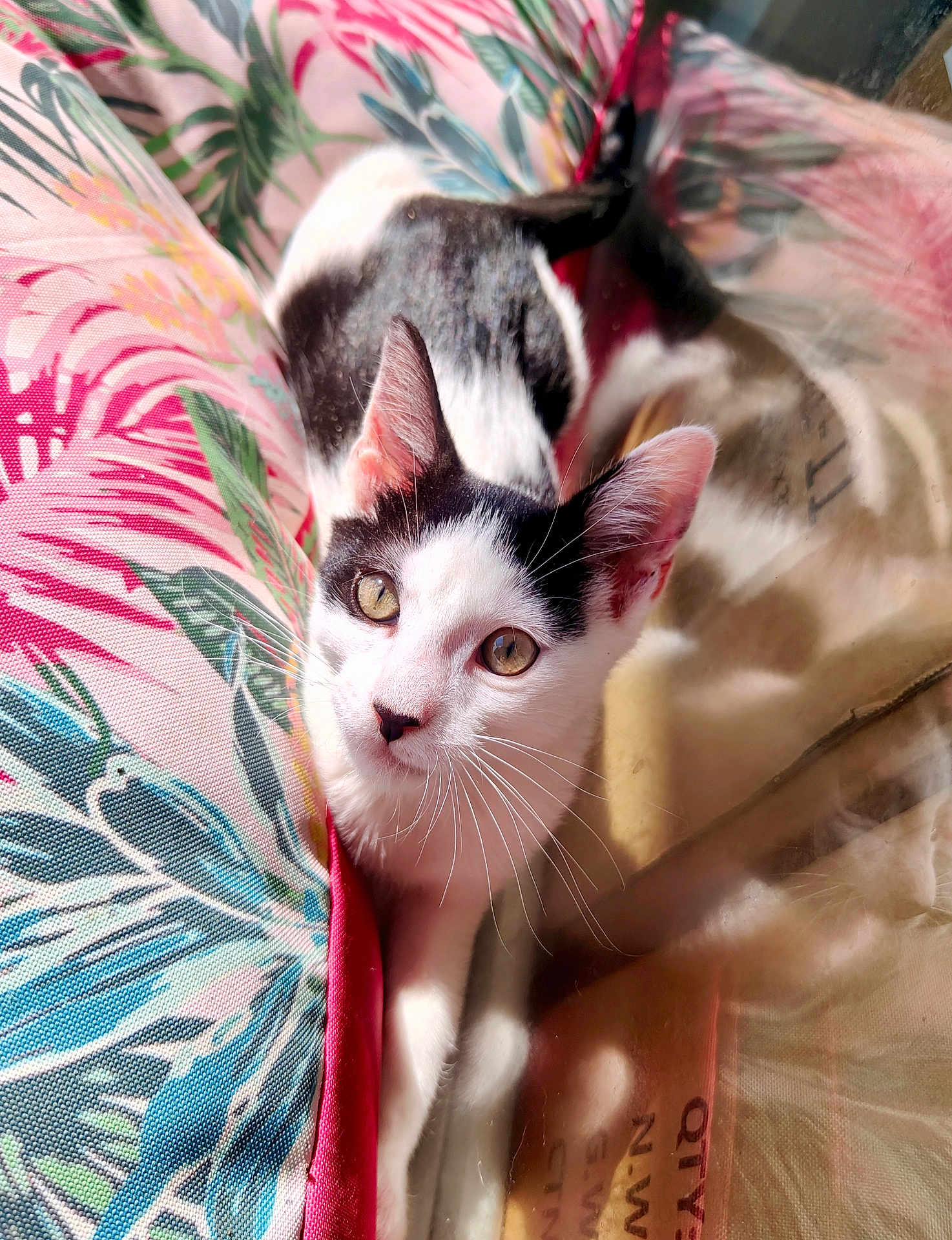 Arisu participe au concours pour gagner de l'argent avec cette photo : cat, black_and_white, floral_cushion, reflection, whiskers, sunlight, indoor, pet, curious, close_up, animal, feline, relaxed, colorful, texture, pattern, portrait, looking_up, soft_light, cozy