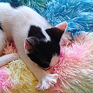 Arisu a rejoint le concours — aidez-le/la à gagner de superbes lots ! kitten, cat, sleeping, paw, claws, fluffy, blanket, pastel_colors, black_and_white, cute, pet, resting, cozy, fur, animal, indoor, soft, relaxed, young_cat, closeup