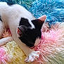 kitten, cat, sleeping, paw, claws, fluffy, blanket, pastel_colors, black_and_white, cute, pet, resting, cozy, fur, animal, indoor, soft, relaxed, young_cat, closeup