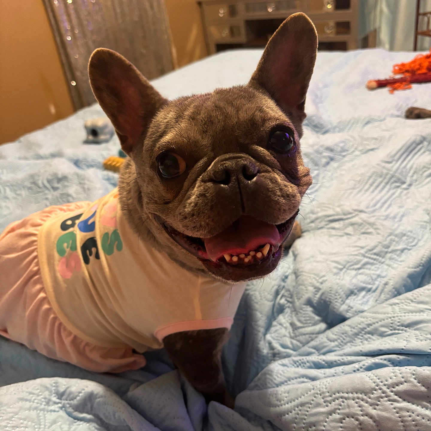 Pebbles is registered to the contest to win money with this photo: animal, bed, bedroom, blanket, bulldog, canine, dog, frenchbulldog, furniture, indoors, pet, pitbull, puppy, quilt, room