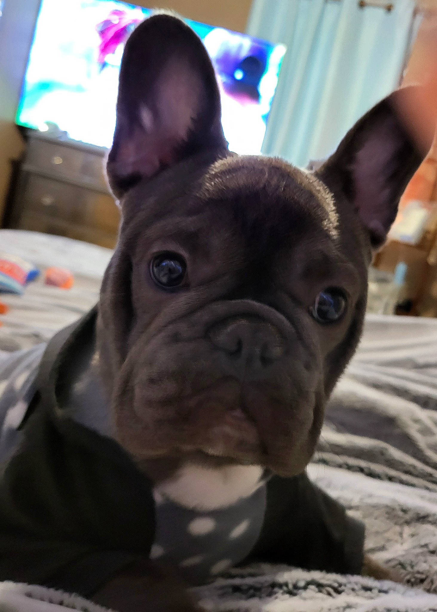 Leo joined the competition — help win amazing prizes! bulldog, canidae, carnivore, companion_dog, dog, dog_breed, ear, event, fawn, french_bulldog, non_sporting_group, puppy, snout, sporting_group, television, terrestrial_animal, toy_dog, whiskers, working_animal, wrinkle