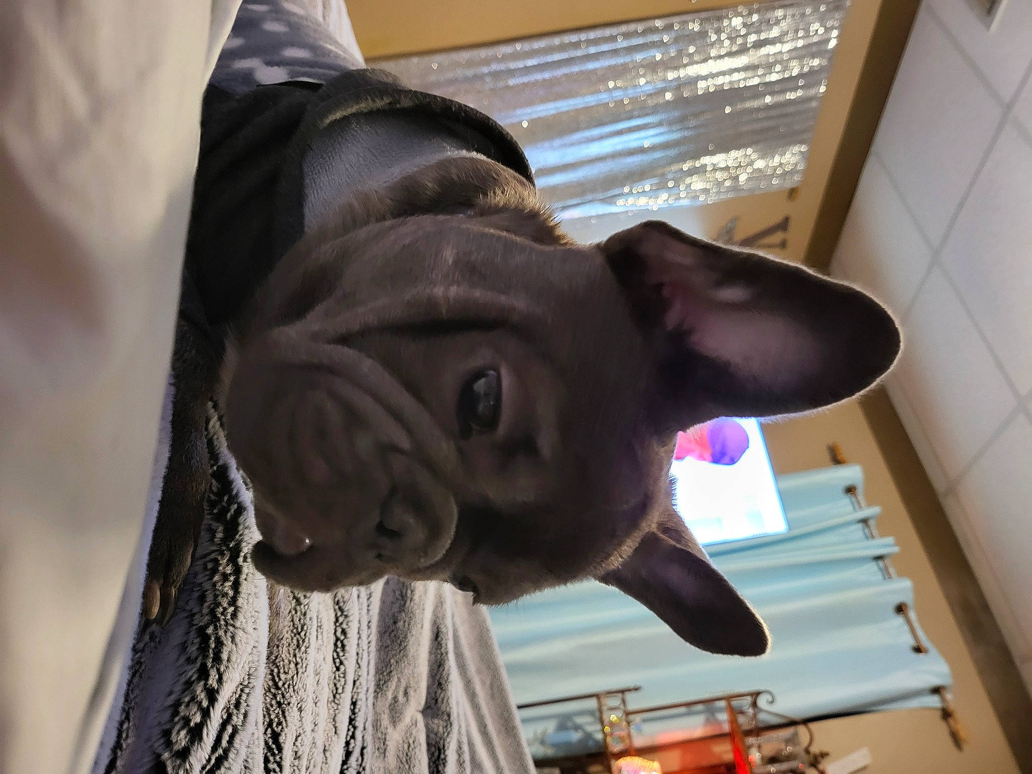 Leo is registered to the contest to win money with this photo: cap, dog_breed, eyewear, fashion_accessory, fawn, felidae, fun, fur, guard_dog, hat, small_to_medium_sized_cats, snout, tail, tradition, whiskers, working_animal, wrinkle