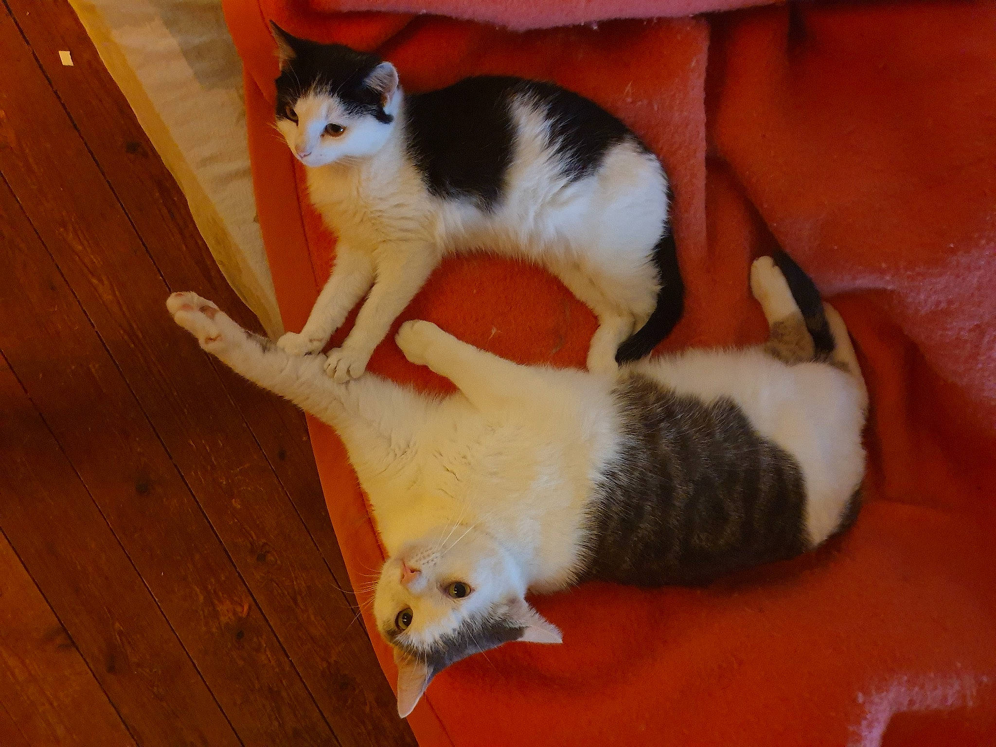 émeraude participe au concours pour gagner de l'argent avec cette photo : carnivore, cat, comfort, felidae, floor, flooring, fur, hardwood, laminate_flooring, orange, organism, small_to_medium_sized_cats, tail, terrestrial_animal, vertebrate, whiskers, wood, wood_flooring, wood_stain, yellow