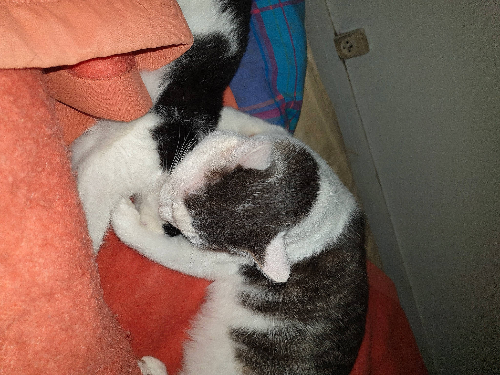 émeraude participe au concours pour gagner de l'argent avec cette photo : boston_terrier, canidae, carnivore, companion_dog, dog, dog_breed, fur, non_sporting_group, puppy, snout, working_animal, working_dog