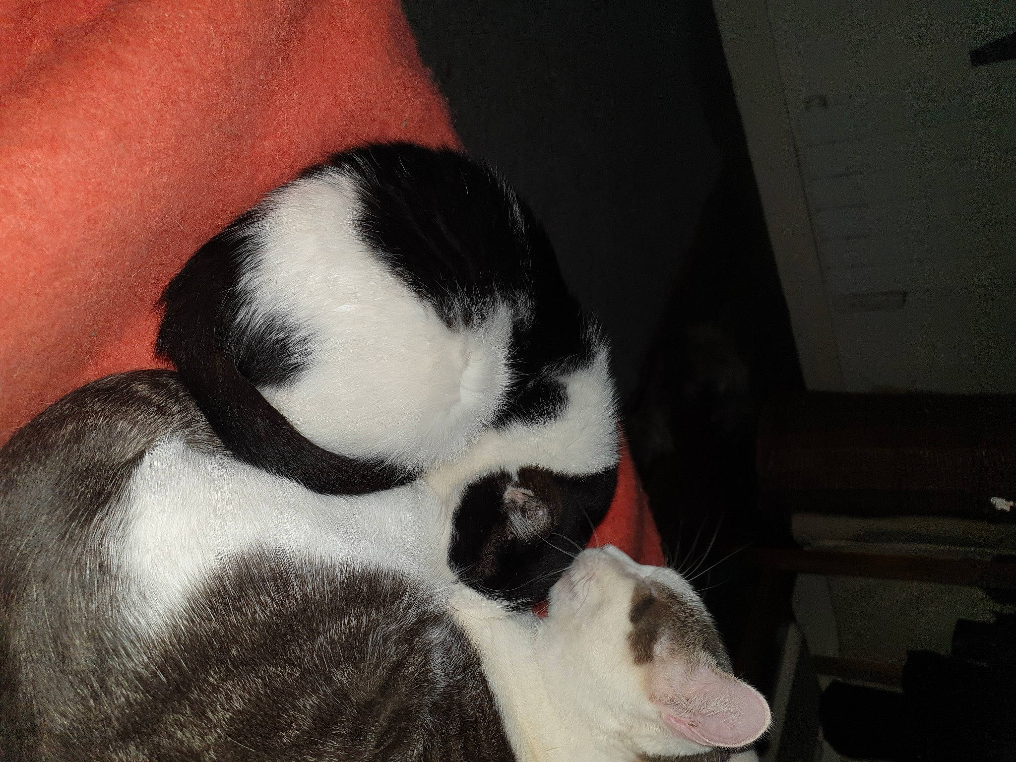 émeraude a rejoint le concours — aidez-le/la à gagner de superbes lots ! carnivore, dog, dog_breed, fur, paw, small_to_medium_sized_cats, snout, terrestrial_animal, whiskers, working_animal, working_dog