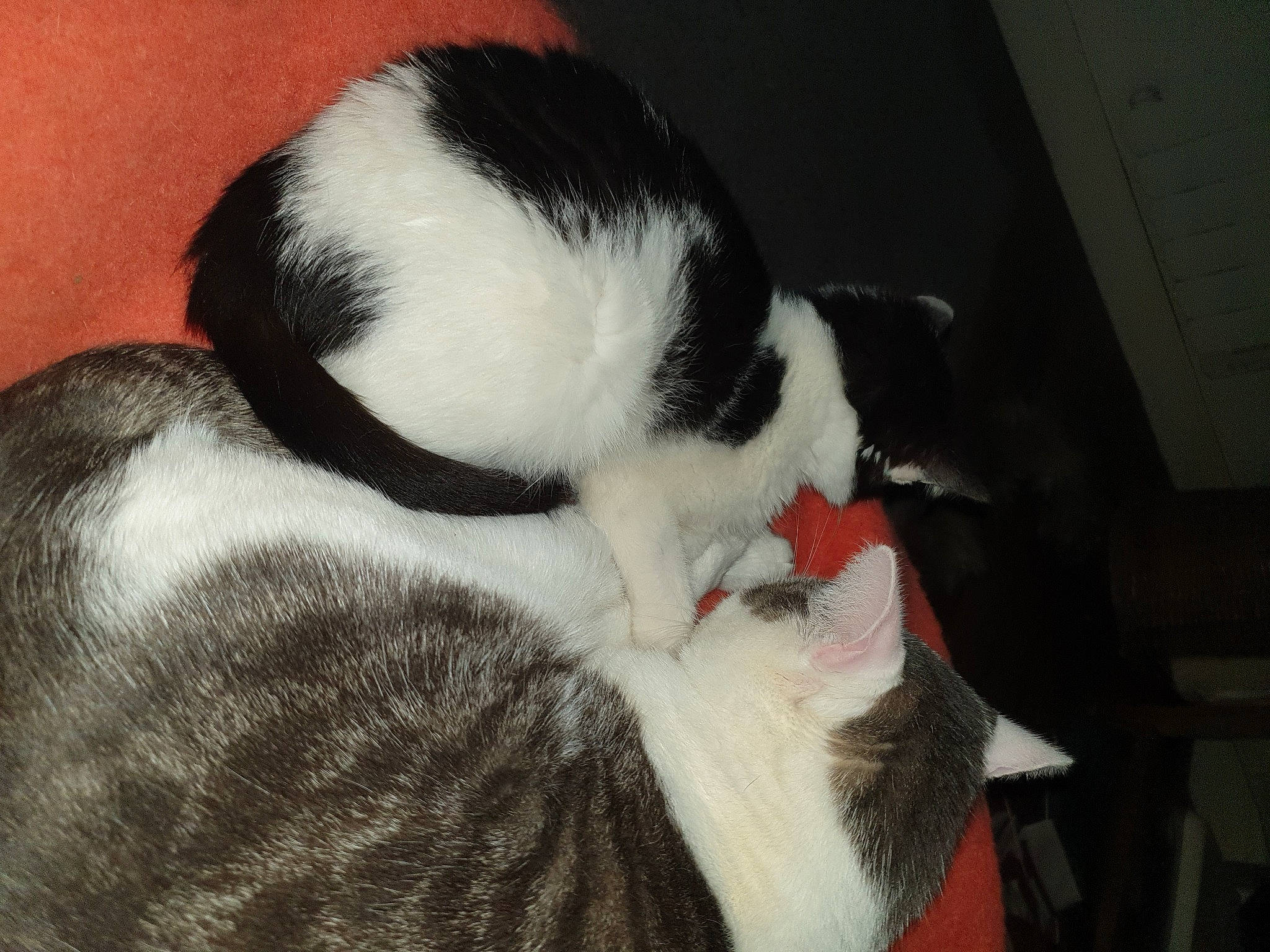 émeraude participe au concours pour gagner de l'argent avec cette photo : carmine, carnivore, cat, felidae, fur, nap, sleep, small_to_medium_sized_cats, terrestrial_animal, vertebrate