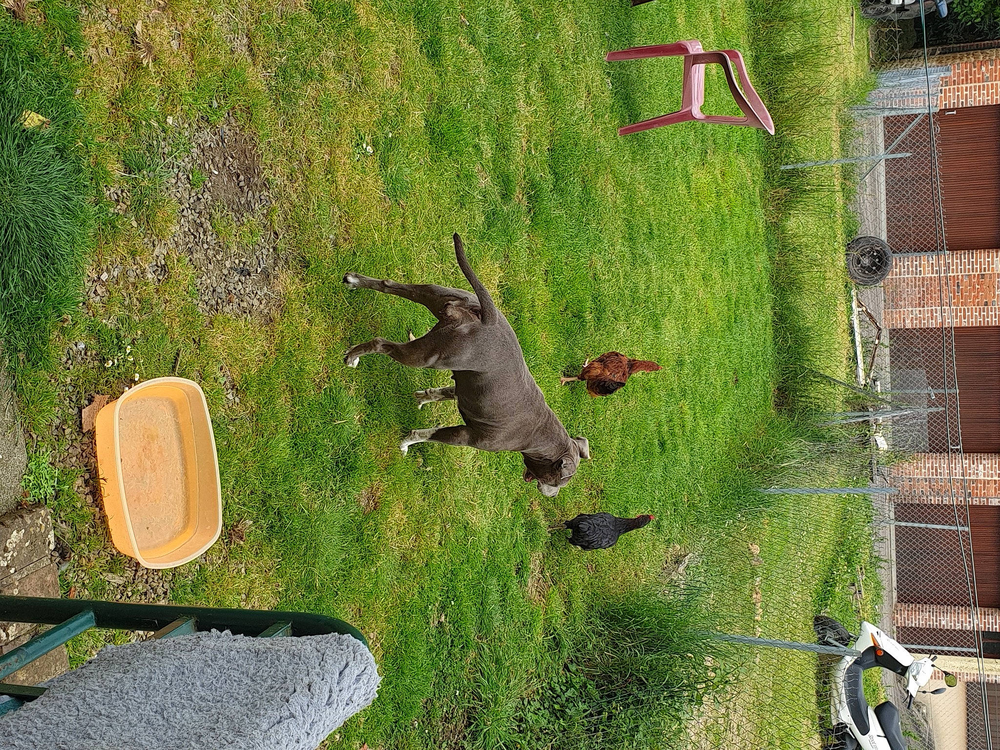 Ellesse participe au concours pour gagner de l'argent avec cette photo : canidae, dog_breed, field, grass, kitchen_utensil, lawn, liver, pasture, tail, yard