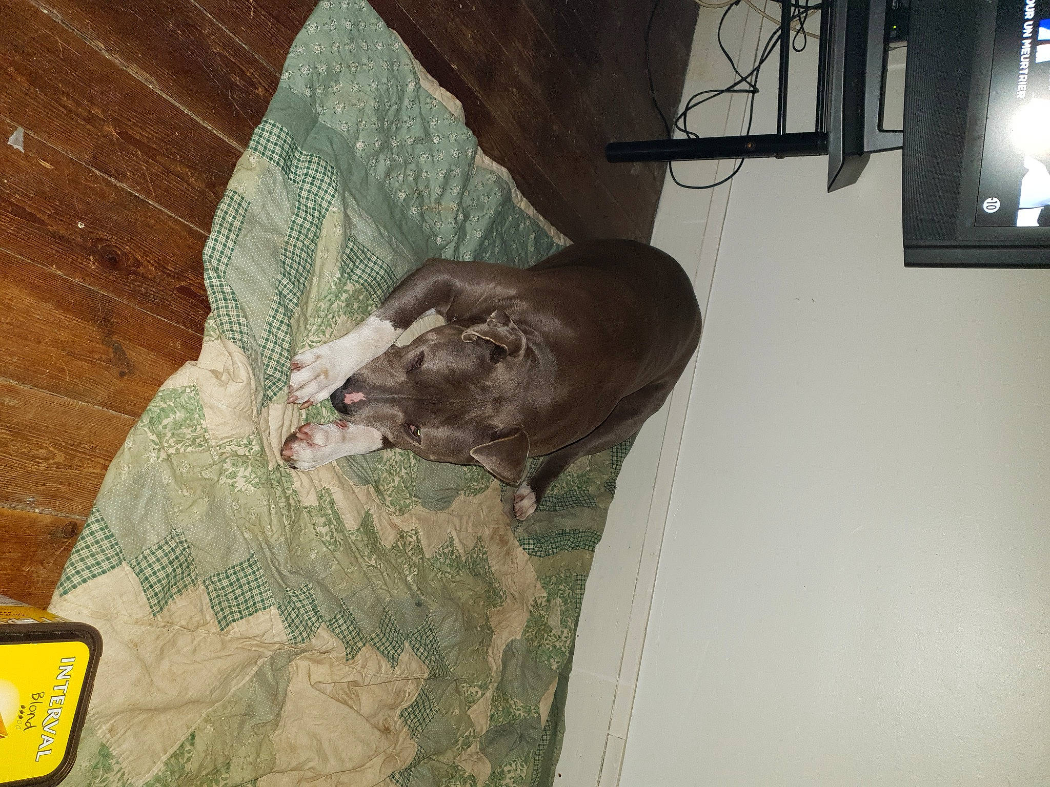 Ellesse a rejoint le concours — aidez-le/la à gagner de superbes lots ! borador, bovine, dog_breed, light_fixture, liver, pack_animal, snout, terrestrial_animal, wood_flooring, working_animal, working_dog