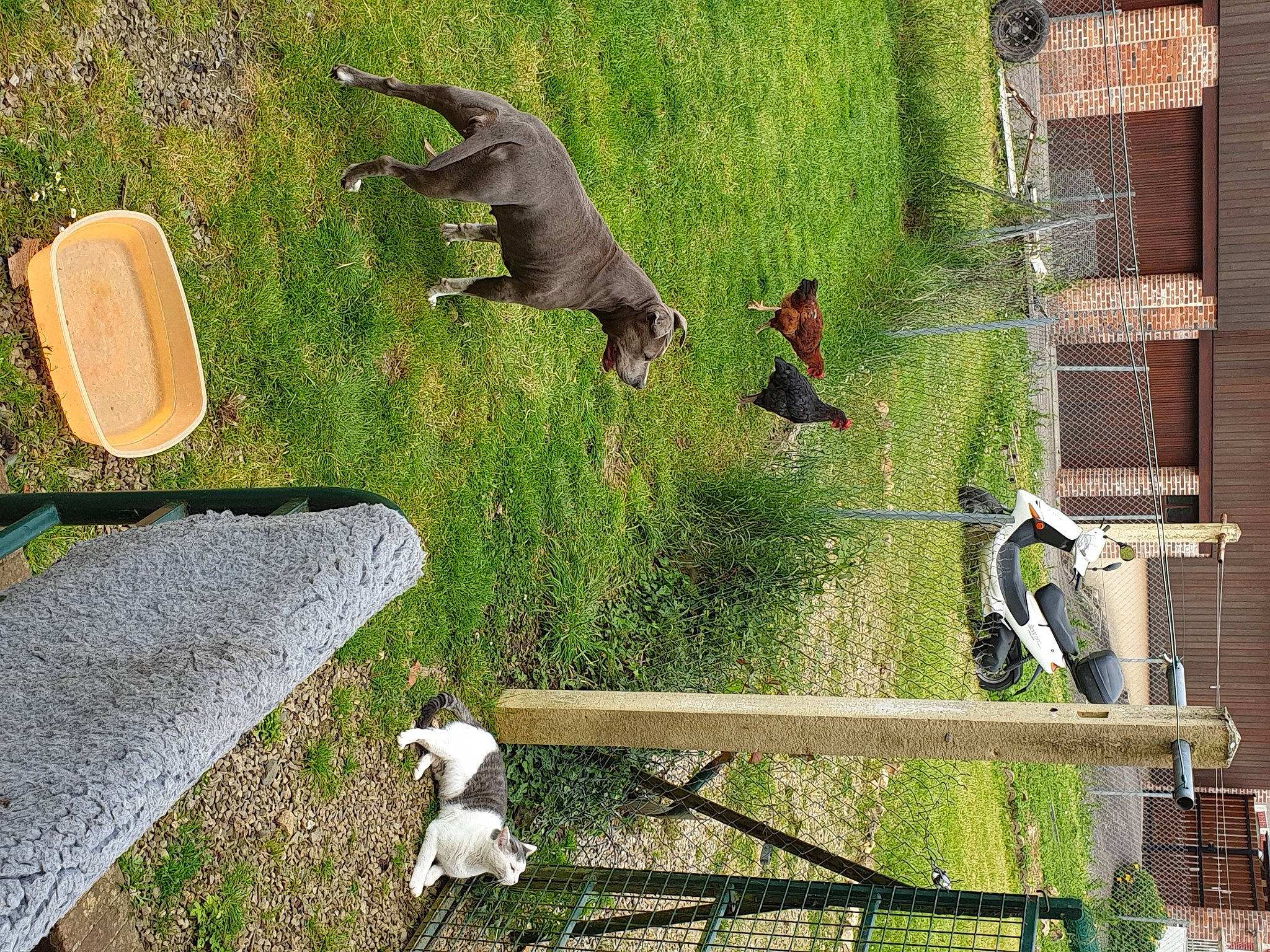 Ellesse participe au concours pour gagner de l'argent avec cette photo : backyard, brick, brickwork, canidae, carnivore, companion_dog, dog, dog_breed, hunting_dog, lawn, liver, sporting_group, tail, working_dog, yard