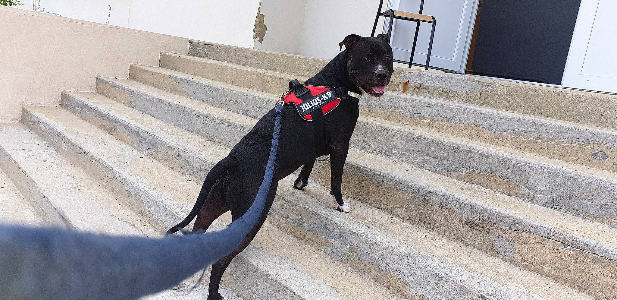 Tosun a rejoint le concours — aidez-le/la à gagner de superbes lots ! black, canidae, carnivore, collar, companion_dog, dog, dog_breed, dog_collar, dog_supply, leash, mammal, pet_supply, shadow, snout, sporting_group, stairs, tail, working_animal, working_dog