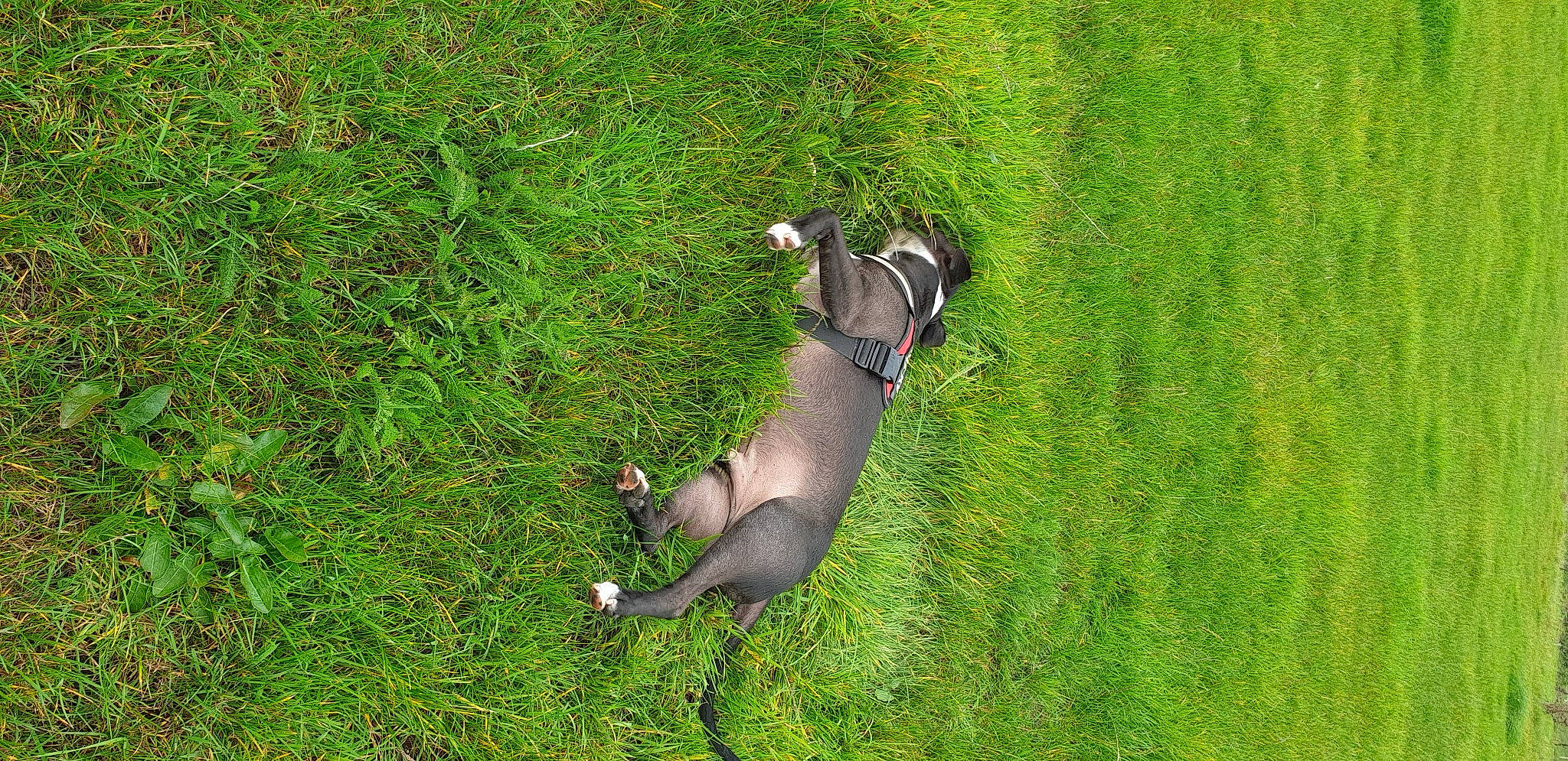 Tosun participe au concours pour gagner de l'argent avec cette photo : canidae, carnivore, collar, companion_dog, dog, dog_breed, field, grass, grass_family, grassland, greyhound, groundcover, lawn, liver, meadow, pasture, prairie, snout, sporting_group, tail