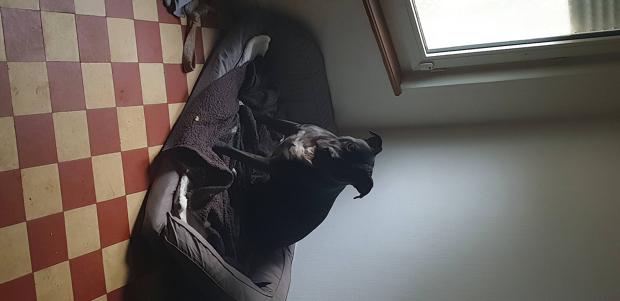 Tosun participe au concours pour gagner de l'argent avec cette photo : canidae, daylighting, dog, dog_breed, fixture, floor, flooring, guard_dog, liver, snout, tile, tile_flooring, working_animal, working_dog