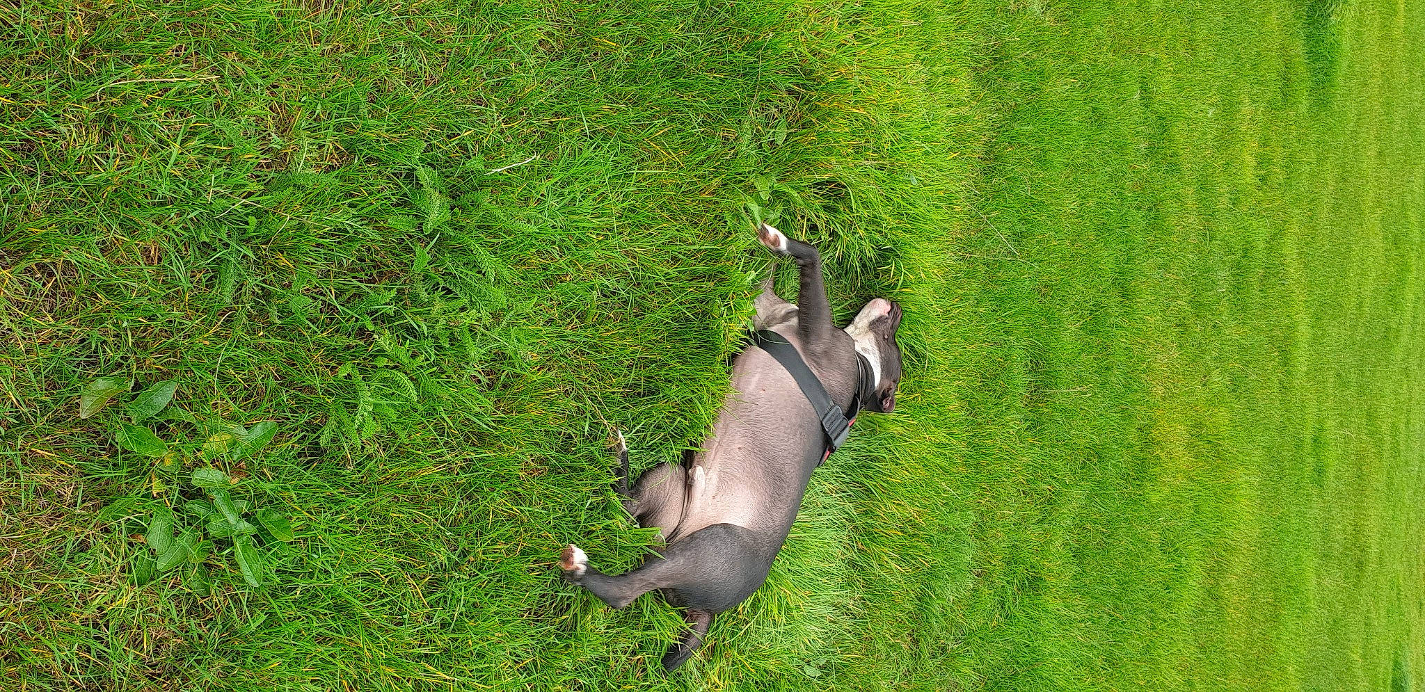 Tosun a rejoint le concours — aidez-le/la à gagner de superbes lots ! field, grass, grass_family, grassland, groundcover, lawn, liver, meadow, pasture, prairie, snout, tail, terrestrial_animal, wildlife