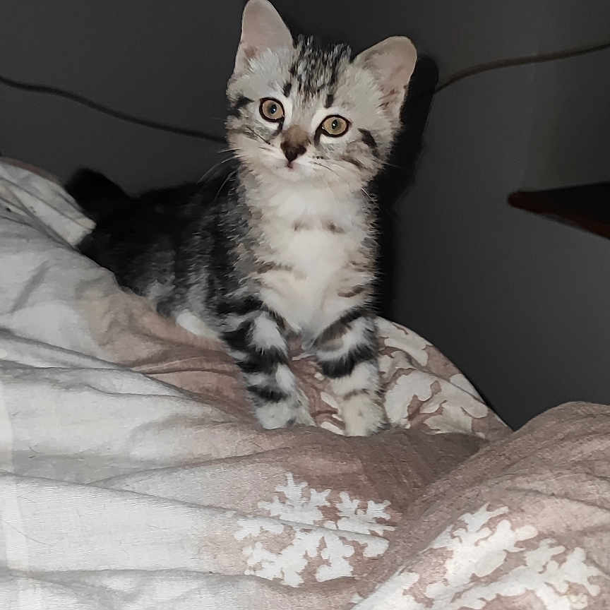 Crimo participe au concours pour gagner de l'argent avec cette photo : abyssinian, angora, animal, bed, bedroom, blanket, cat, cushion, egyptiancat, furniture, homedecor, indoors, kitten, linen, manx, pet, quilt, room, siamese