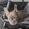 animal, bag, car_interior, car_seat, closeup, cute, dog, ears, expression, face, french_bulldog, indoor, leather, looking, pet, pet_carrier, puppy, seat, straps, young_dog