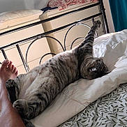 Didi participe au concours pour gagner de l'argent avec cette photo : cat, bed, person, leg, stretching, striped_cat, blanket, pillow, dresser, poster, art, indoor, relaxation, feline, sleeping, home, curtains, metal_bed_frame, leaf_pattern, natural_light