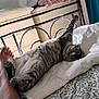 cat, bed, person, leg, stretching, striped_cat, blanket, pillow, dresser, poster, art, indoor, relaxation, feline, sleeping, home, curtains, metal_bed_frame, leaf_pattern, natural_light