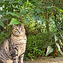 Didi participe au concours pour gagner de l'argent avec cette photo : cat, tabby, animal, pet, feline, sitting, outdoor, greenery, plants, leaf, concrete, nature, curious, fur, whiskers, portrait, mammal, eyes, closeup, garden