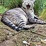 Didi participe au concours pour gagner de l'argent avec cette photo : cat, tabby, yawning, outdoor, garden, greenery, fence, relaxed, fur, animal, pet, nature, mammal, striped, whiskers, mouth_open, lying_down, ground, daylight, closeup