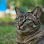 cat, tabby, green_eyes, close_up, grass, outdoor, animal, pet, feline, whiskers, ears, fur, nature, blurred_background, portrait, sitting, alert, wildlife, mammal, domestic_animal