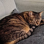 Maoyi a rejoint le concours — aidez-le/la à gagner de superbes lots ! cat, tabby, sleeping, couch, gray, cushion, pet, fur, whiskers, relaxation, indoor, cozy, animal, tail, ears, peaceful, resting, domestic_cat, closeup, feline