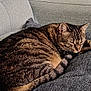 cat, tabby, sleeping, couch, gray, cushion, pet, fur, whiskers, relaxation, indoor, cozy, animal, tail, ears, peaceful, resting, domestic_cat, closeup, feline