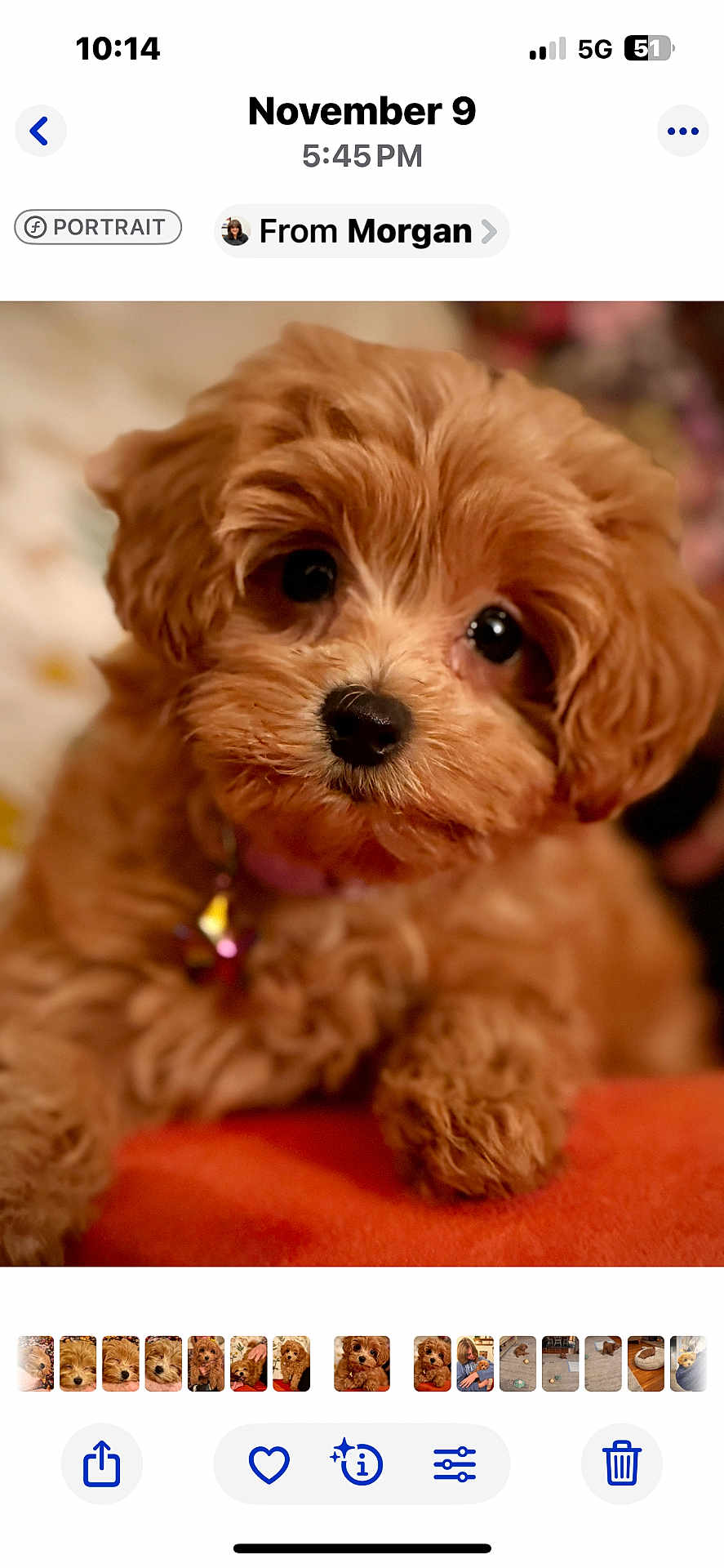 Ruby joined the competition — help win amazing prizes! puppy, dog, cute, fluffy, portrait, close_up, pet, animal, brown, soft, furry, indoors, collar, adorable, small_dog, companion, friendly, domestic_animal, young, animal_face