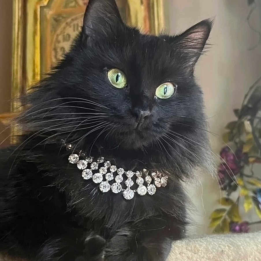 Velvet joined the competition — help win amazing prizes! black_cat, green_eyes, jewelry, diamond_necklace, pet, feline, fluffy, fur, indoor, houseplant, clock, portrait, closeup, resting, cute, whiskers, animal, domestic_cat, cozy, luxury