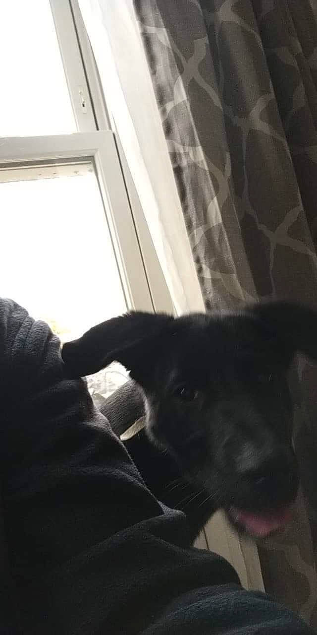 Myah is registered to the contest to win money with this photo: black_cat, borador, carnivore, comfort, companion_dog, darkness, dog, dog_breed, felidae, fur, gesture, guard_dog, room, small_to_medium_sized_cats, snout, sporting_group, tail, tints_and_shades, whiskers, window