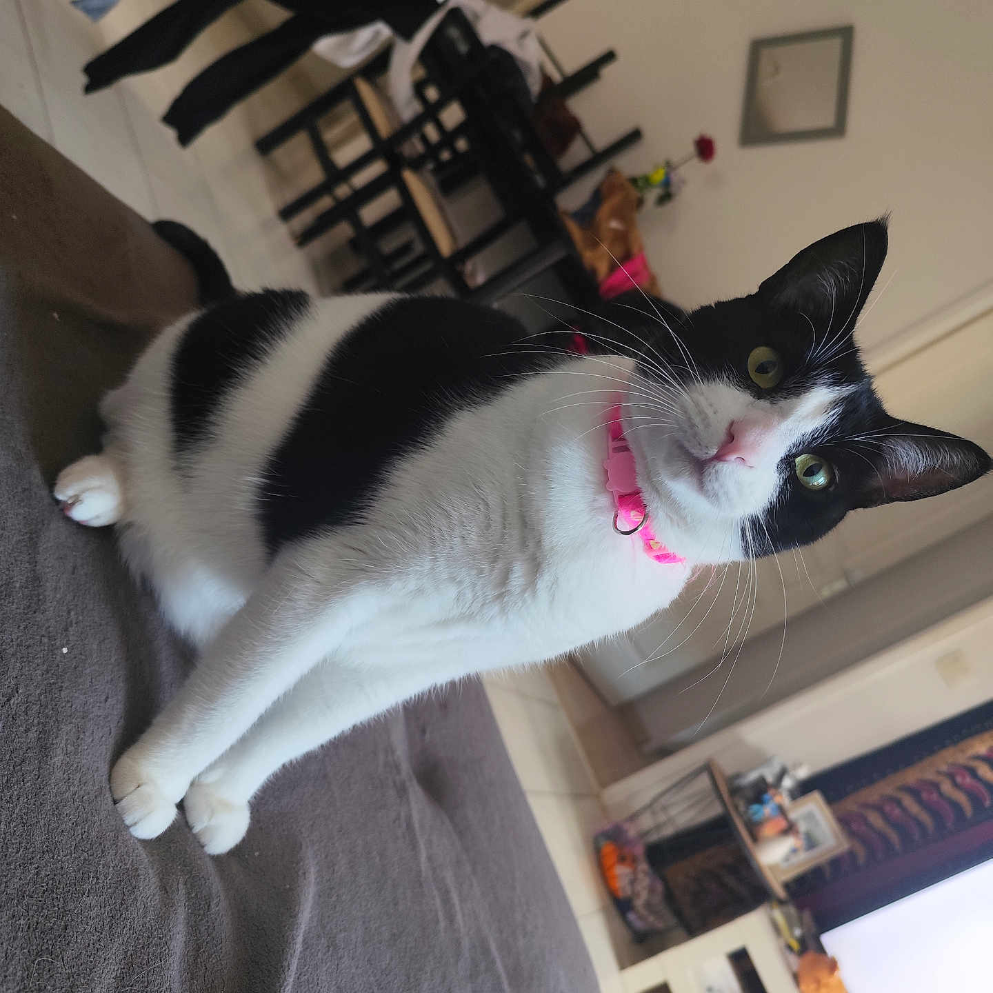 Pepsi a rejoint le concours — aidez-le/la à gagner de superbes lots ! accessories, animal, architecture, art, building, cat, couch, electronics, furniture, indoors, interiordesign, livingroom, manx, painting, person, pet, room, screen, table, wood