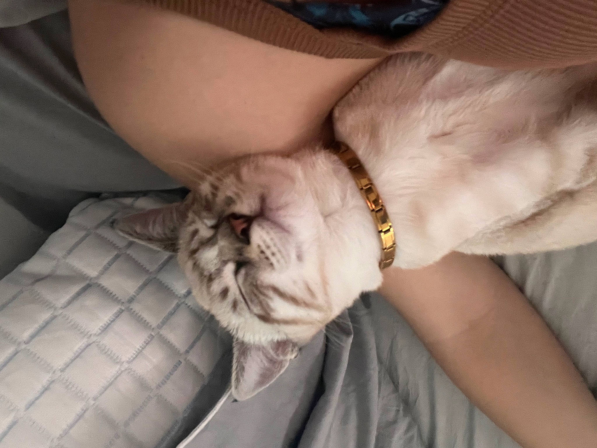 Suki is registered to the contest to win money with this photo: canidae, carnivore, cat, claw, comfort, companion_dog, dog_breed, domestic_short_haired_cat, fawn, felidae, fur, gesture, human_leg, nail, nap, paw, small_to_medium_sized_cats, sporting_group, whiskers, wrist