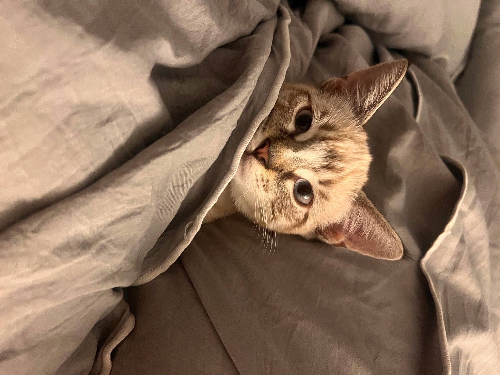 Suki is registered to the contest to win money with this photo: carnivore, cat, comfort, domestic_short_haired_cat, ear, eye, fawn, felidae, fur, head, human_body, linens, plant, small_to_medium_sized_cats, whiskers, wood, wrinkle