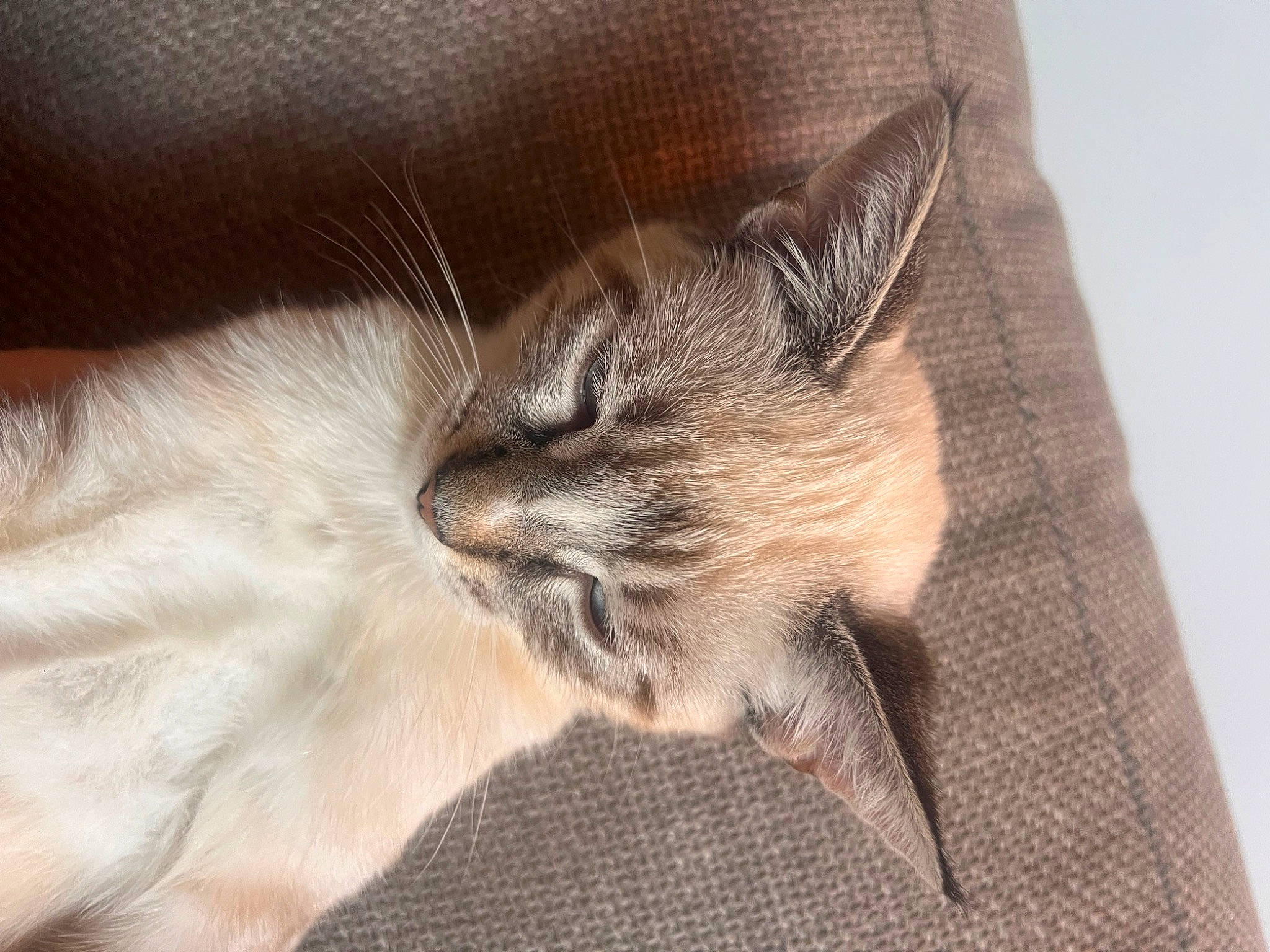 Suki is registered to the contest to win money with this photo: carnivore, cat, claw, cloud, comfort, domestic_short_haired_cat, ear, fawn, felidae, fur, grey, human_leg, linens, nap, paw, small_to_medium_sized_cats, tail, terrestrial_animal, whiskers, wood